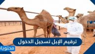 ترقيم الإبل تسجيل الدخول … شروط خدمة ترقيم الإبل
