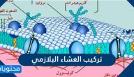 تركيب الغشاء البلازمي .. النقل عبر الغشاء البلازمي
