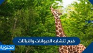 فيم تتشابه الحيوانات والنباتات