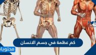 كم عظمة في جسم الانسان .. 14 حقيقة لا تعرفها عن هيكلك العظمي 