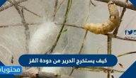 كيف يستخرج الحرير من دودة القز .. طرق إنتاج الحرير