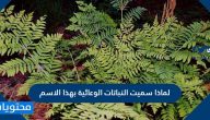 لماذا سميت النباتات الوعائية بهذا الاسم .. صفات النباتات الوعائية