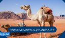 ما اسم الحيوان الذي يشبه الجمل في دورة حياته