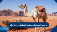 ما اسم الحيوان الذي يشبه الجمل في دورة حياته