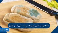 ما التركيب الذي يفرز الانزيمات في عفن الخبز .. وما هي انواع عفن الخبز الشائعة