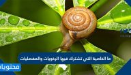 ما الخاصية التي تشترك فيها الرخويات والمفصليات
