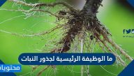 ما الوظيفة الرئيسية لجذور النبات