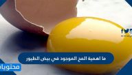 ما اهمية المح الموجود في بيض الطيور