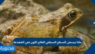 ماذا يسمى السطح السفلي الفاتح اللون في الضفدعة