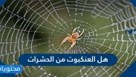معلومات عن العنكبوت .. تصنيف العنكبوت في المملكة الحيوانية