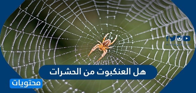 معلومات عن العنكبوت .. تصنيف العنكبوت في المملكة الحيوانية