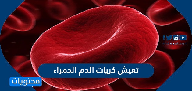 اين تنتج خلايا الدم الحمراء والبيضاء