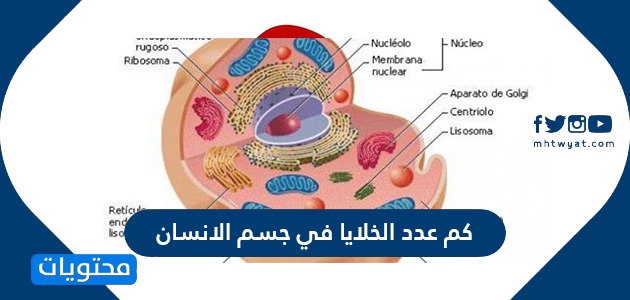 كم عدد الخلايا في جسم الانسان وما هي انواع الخلايا المتخصصة موقع محتويات