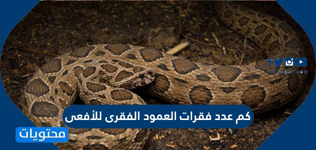 كم عدد فقرات العمود الفقري للأفعى موقع محتويات