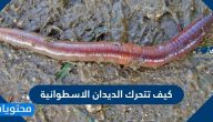 كيف تتحرك الديدان الاسطوانية وما هي أنواعها
