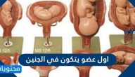 ما هو أول عضو يتكون في الجنين