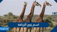 اسم زوج الزرافة وأهم المعلومات عنه