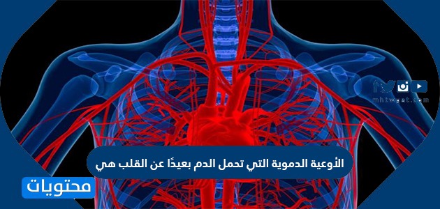 بعيدًا الأوعية الدم القلب تحمل عن هي الدموية التي الاوعية الدموية