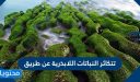 تتكاثر النباتات اللابذرية عن طريق