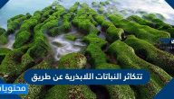 تتكاثر النباتات اللابذرية عن طريق