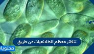 تتكاثر معظم الطلائعيات عن طريق
