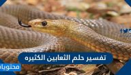 تفسير حلم الثعابين الكثيره في المنام