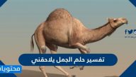 تفسير حلم الجمل يلاحقني للعزباء والحامل والمتزوجة والمطلقة