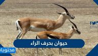 اسم حيوان بحرف الراء .. اسماء حيوانات بحرف الراء في اللغة الانجليزية والتركية