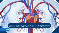 عندما يتحرك الدم من الاذين الى البطين يمر عبر