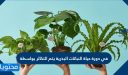في دورة حياة النباتات البذرية يتم التكاثر بواسطة