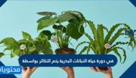 في دورة حياة النباتات البذرية يتم التكاثر بواسطة