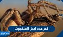 كم عدد ارجل العنكبوت