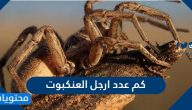 كم عدد ارجل العنكبوت