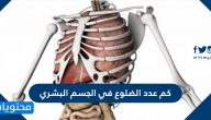 كم عدد الضلوع في الجسم البشري