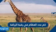 كم عدد العظام في رقبة الزرافة