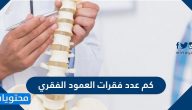 كم عدد فقرات العمود الفقري .. ما هي وظيفة العمود الفقري