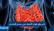 كم يبلغ طول الأمعاء في جسم الإنسان