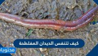 كيف تتنفس الديدان المفلطحة