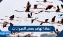 لماذا تهاجر بعض الحيوانات وما هي أنواع الهجرة