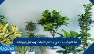 ما التركيب الذي يدعم النبات ويحمل أوراقه