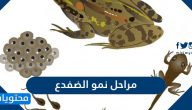 ما هي مراحل نمو الضفدع