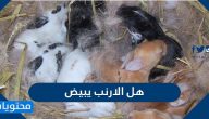 هل الأرنب يبيض