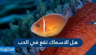 هل الاسماك تقع في الحب وتمتلك مشاعر