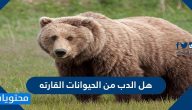 هل الدب من الحيوانات القارتة