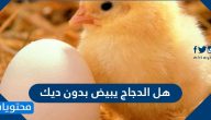 هل الدجاج يبيض بدون ديك ؟