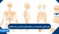 هل تتكون الجمجمة من عظمة واحدة أم من عدة عظام