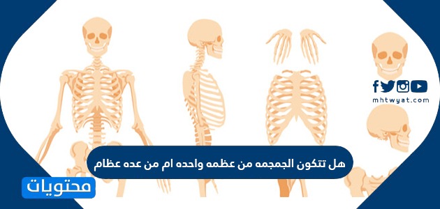 هل تتكون الجمجمة من عظمة واحدة أم من عدة عظام
