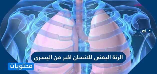 الرئة اليمنى للانسان اكبر من اليسرى - موقع محتويات