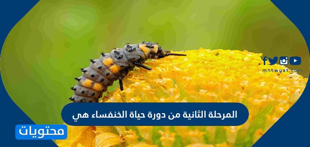 المرحلة الثانية من حياة الخنفساء