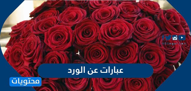 عبارات عن الورد أجمل الكلمات عن الورود والازهار موقع محتويات
